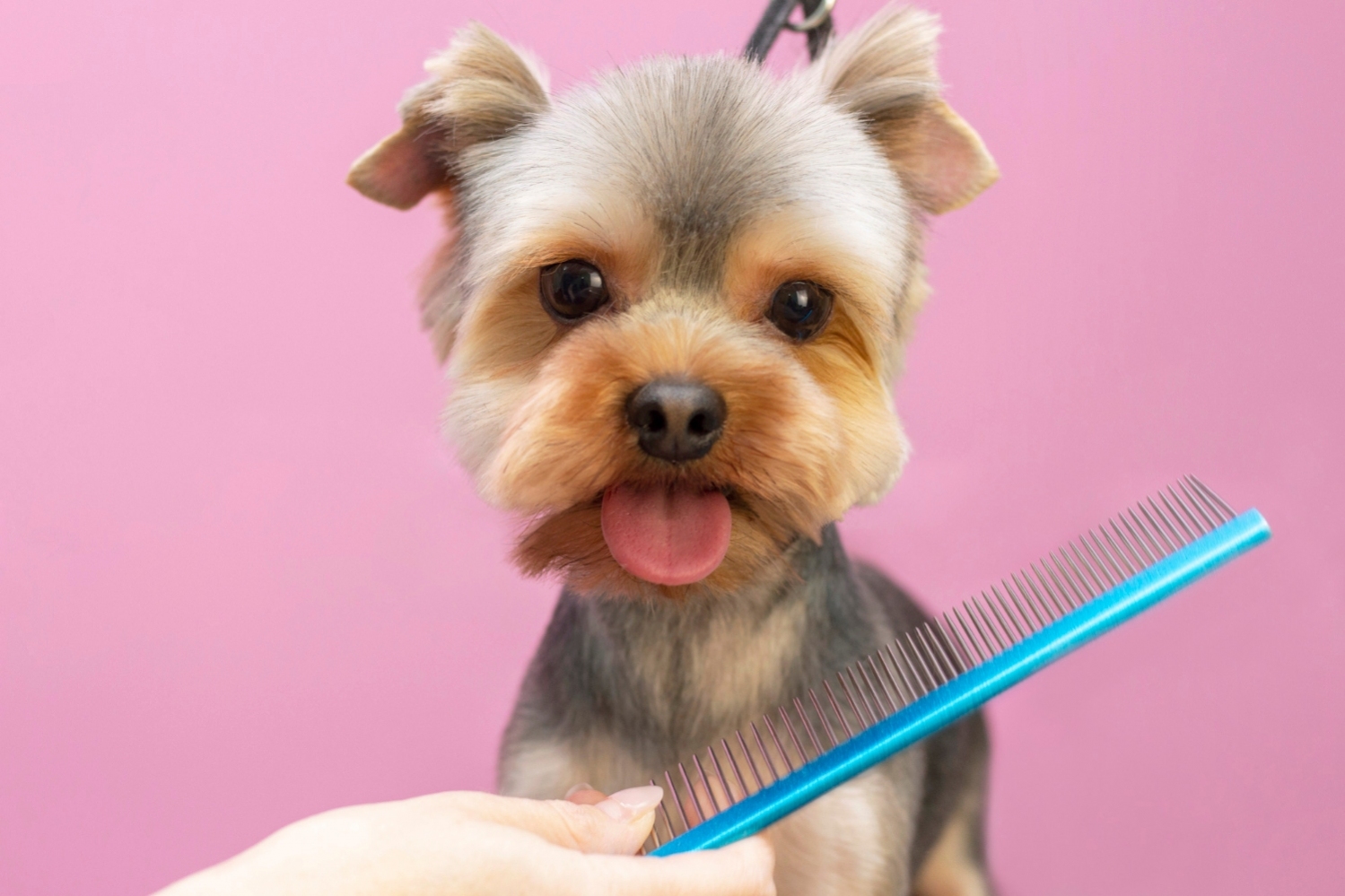 Salón Spa Canino Marcos Rubio_001